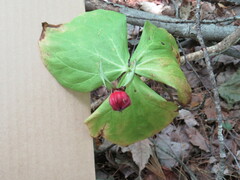 Trillium