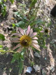 Echinacea purpurea