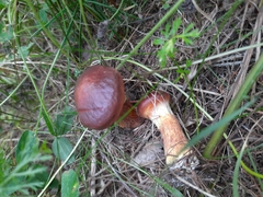 Suillus clintonianus