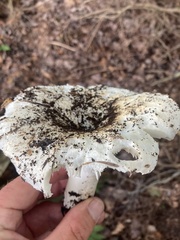 Russula brevipes