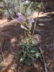 Penstemon comarrhenus
