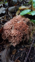 Ramaria rasilispora