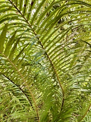 Blechnum orientale