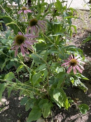 Echinacea purpurea