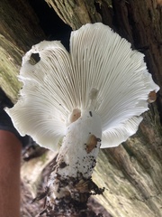Russula brevipes