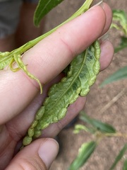 Thecabius populimonilis