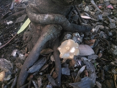 Agaricineae