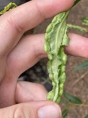 Thecabius populimonilis