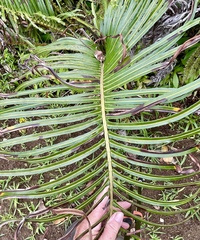 Blechnum orientale