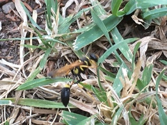 Sceliphron caementarium
