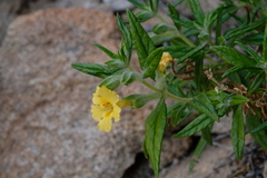 Diplacus
