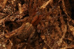 Trochosa