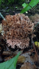 Ramaria rasilispora