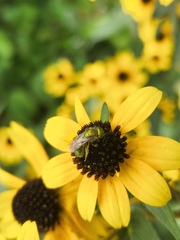 Augochlora pura
