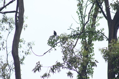 Melanotis caerulescens