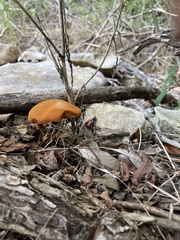 Cortinarius bolaris
