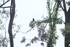 Melanotis caerulescens