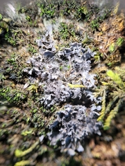 Scytinium lichenoides