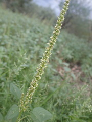 Amaranthus palmeri