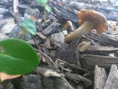 Agaricineae