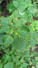 Plantae