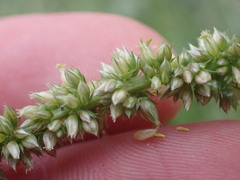 Amaranthus palmeri