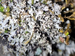 Phaeophyscia adiastola