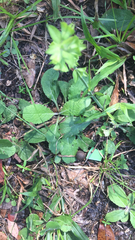 Salvia lyrata