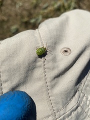 Elasmostethus interstinctus