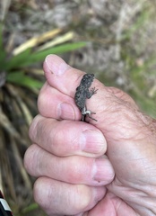 Sceloporus undulatus