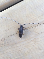 Acanthocinus princeps