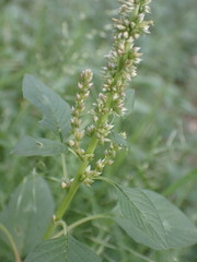 Amaranthus palmeri
