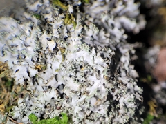 Phaeophyscia adiastola