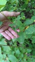 Plantae