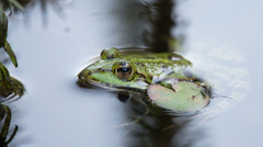 Pelophylax ridibundus
