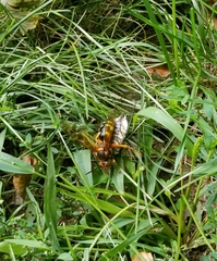 Sphecius speciosus