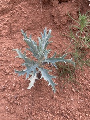 Argemone polyanthemos