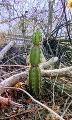 Armatocereus cartwrightianus