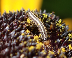 Homoeosoma electella