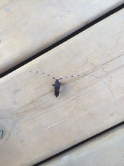 Acanthocinus princeps