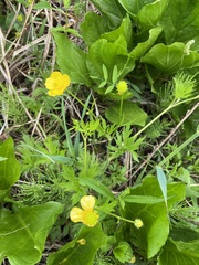Ranunculus hispidus