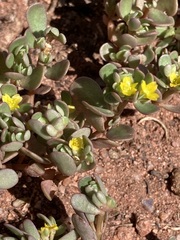 Portulaca oleracea