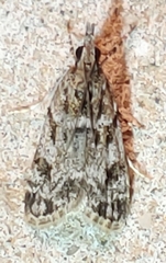 Eudonia heterosalis