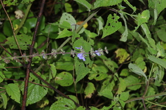 Salvia amarissima
