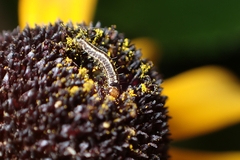 Homoeosoma electella