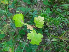 Crataegus sanguinea