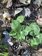 Orthilia secunda