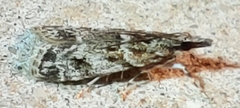 Eudonia heterosalis