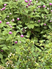 Pyrginae
