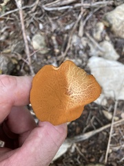 Cortinarius bolaris